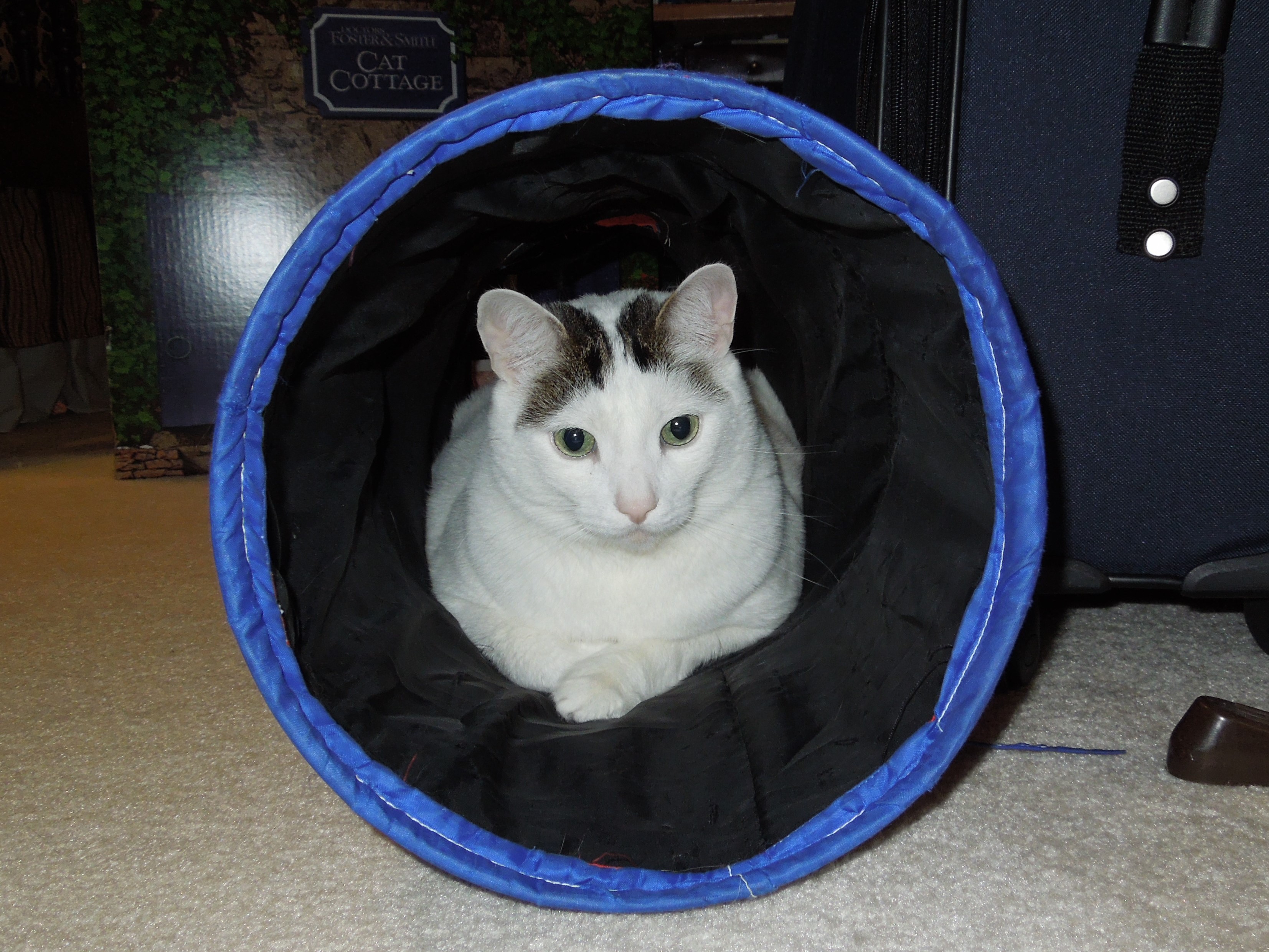 Beta Cat